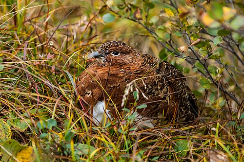 Willow Ptarmigan in Denali National Park
