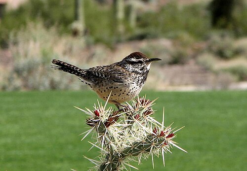 Cactus Wren on a desert perch