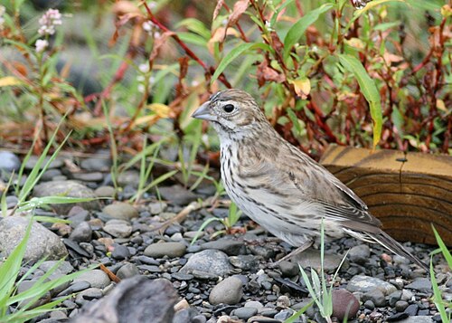 Lark Bunting perched in grassland