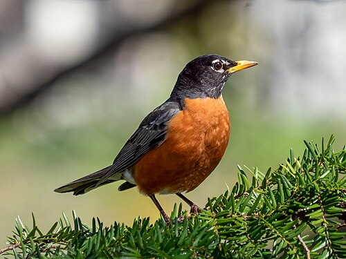 American Robin perched on a branch
