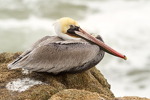 Brown Pelican near the water
