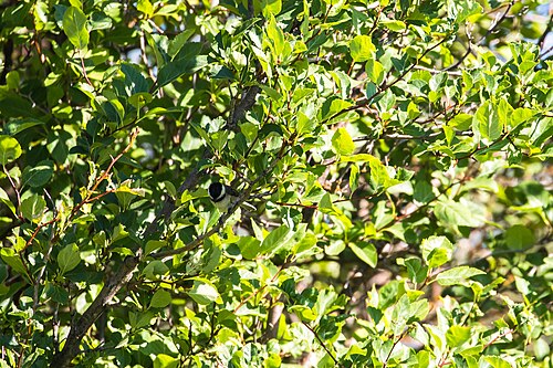 Black-capped Chickadee perched on a branch