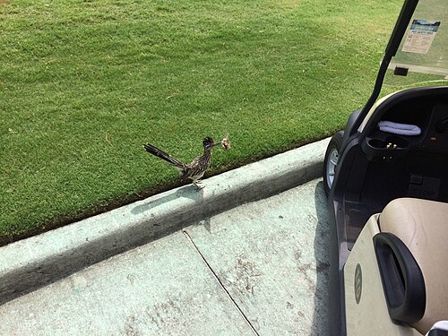 Greater Roadrunner