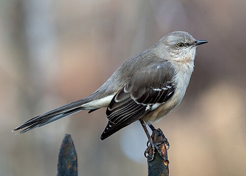 Northern Mockingbird perched on a branch