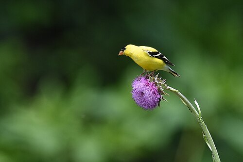 American Goldfinch